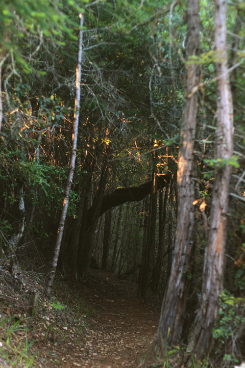 predictablytypical:Light trail through the redwood forest.
