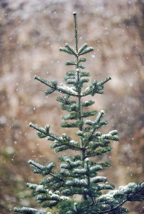 disminucion:  First Season Snow | airbutchie