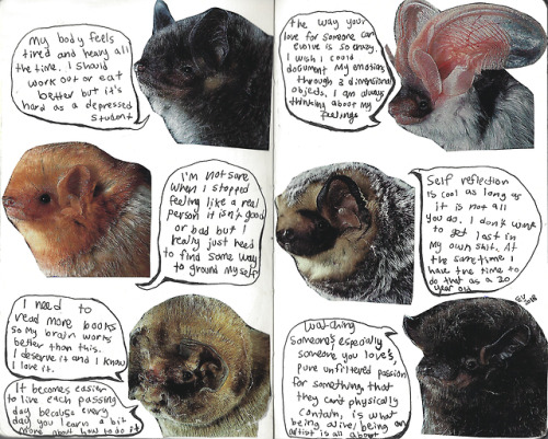 blluish:recent things i have been thinking, said by bats from national geographic
