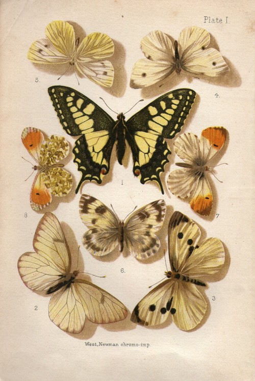 michaelmoonsbookshop:michaelmoonsbookshop:Butterflies and Moths (British) W Ferneaux New Impression 