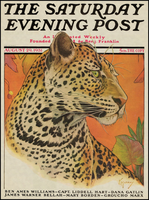 Jack Murray, Leopard cover of the Saturday evening Post, 1931. Via mydelineatedlife