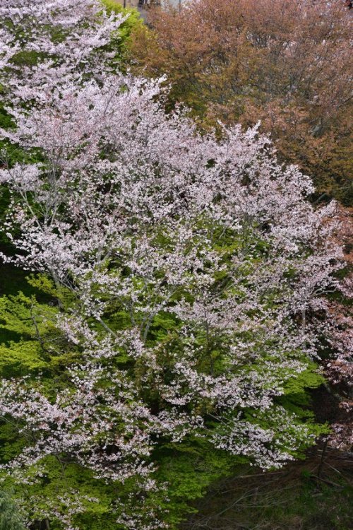 norisunorin:奈良県   朝護孫子寺 Nara Chogosonshiji