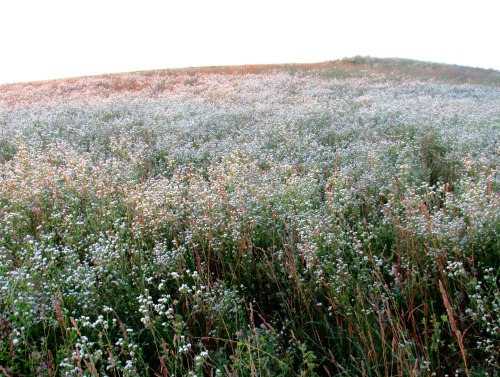 geopsych:  We saw these hills: they were covered with flowers. 