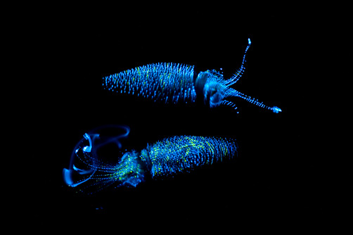 muchtalk:  thermally:  GLOW  muchtalk:  glow||blackwave 