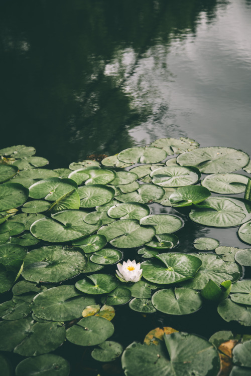 hannahkemp: Lily pads//Washington June 2017