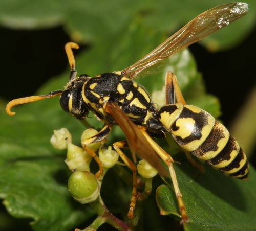 nycbugman: Another European Paper Wasp (Polistes dominula), but this one is a male!