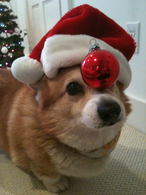 thingsonhazelshead:  Holiday shopping? Keep your eye on the ball, or better still, both eyes… 