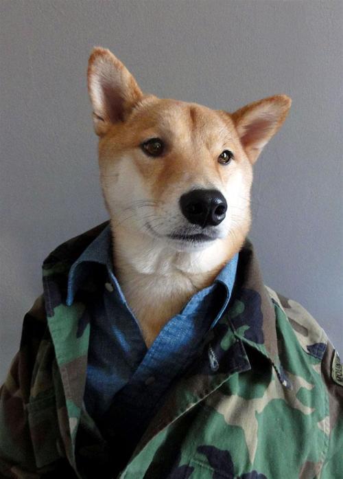 the-absolute-best-posts:  curiousz: Menswear Dog is a 3 year old shiba inu living in NYC with a panache for all things style.