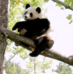 littleanimalgifs:  HAHAHAHAHAHA   Just chilllinnnnn