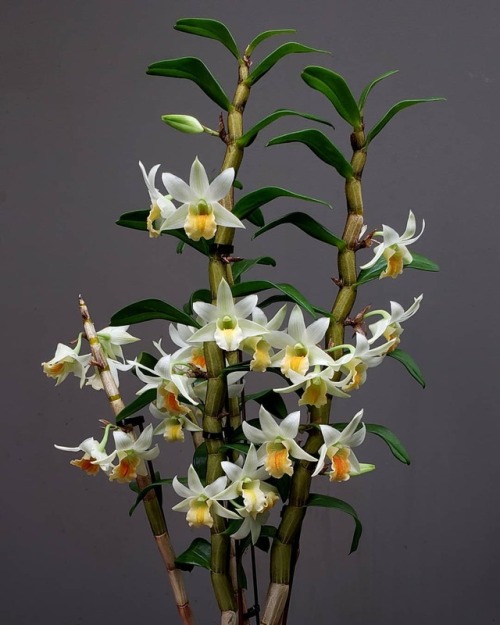 Dendrobium Frosty Dawn (Dawn Maree x Lime Frost) °°° A complex hybrid within the hirsute (or Formosa