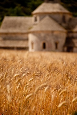 memory-bazaar:  Abbaye de Senanque , France 