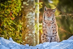 morethanphotography:  Luchs by cpurene 