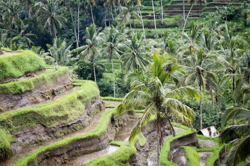 kailasmith:  Trekking through beautiful rice field terraces  #RestlessFeet #Bali #travelnoire #ubud 