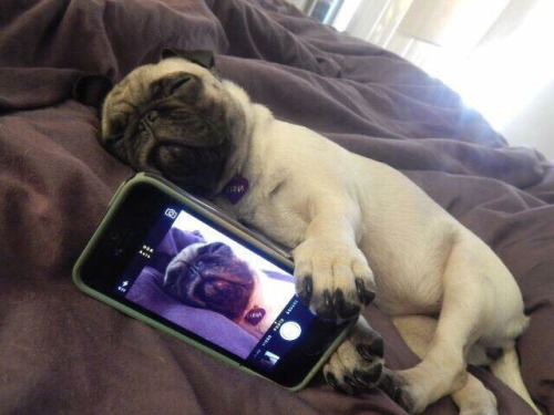 i love pugs