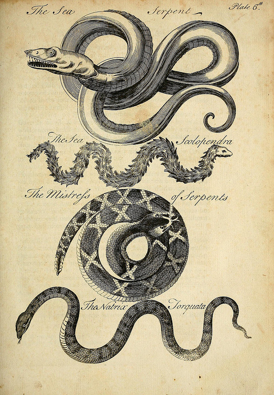 buriedthings:  Charles Owen, An essay towards a natural history of serpents, 1742.