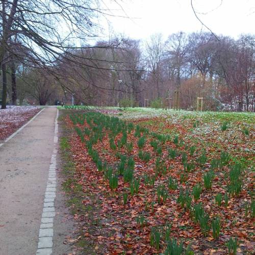 Oh, You're A Bit Early, Aren't You? #daffodils #Fredenbaumpark #Dortmund #winter 0C #DOberrascht (hier:
