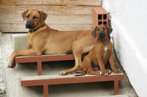 Rhodesian Ridgeback