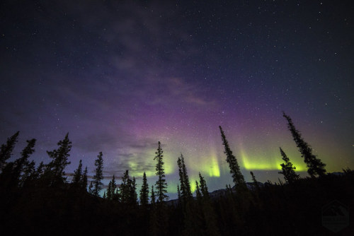 The Aurora Borelis Over Denali National Park, Alaska.