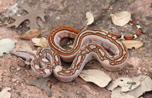 Western Son -  OT hypo aby possible het super stripe (Boa imperator) 