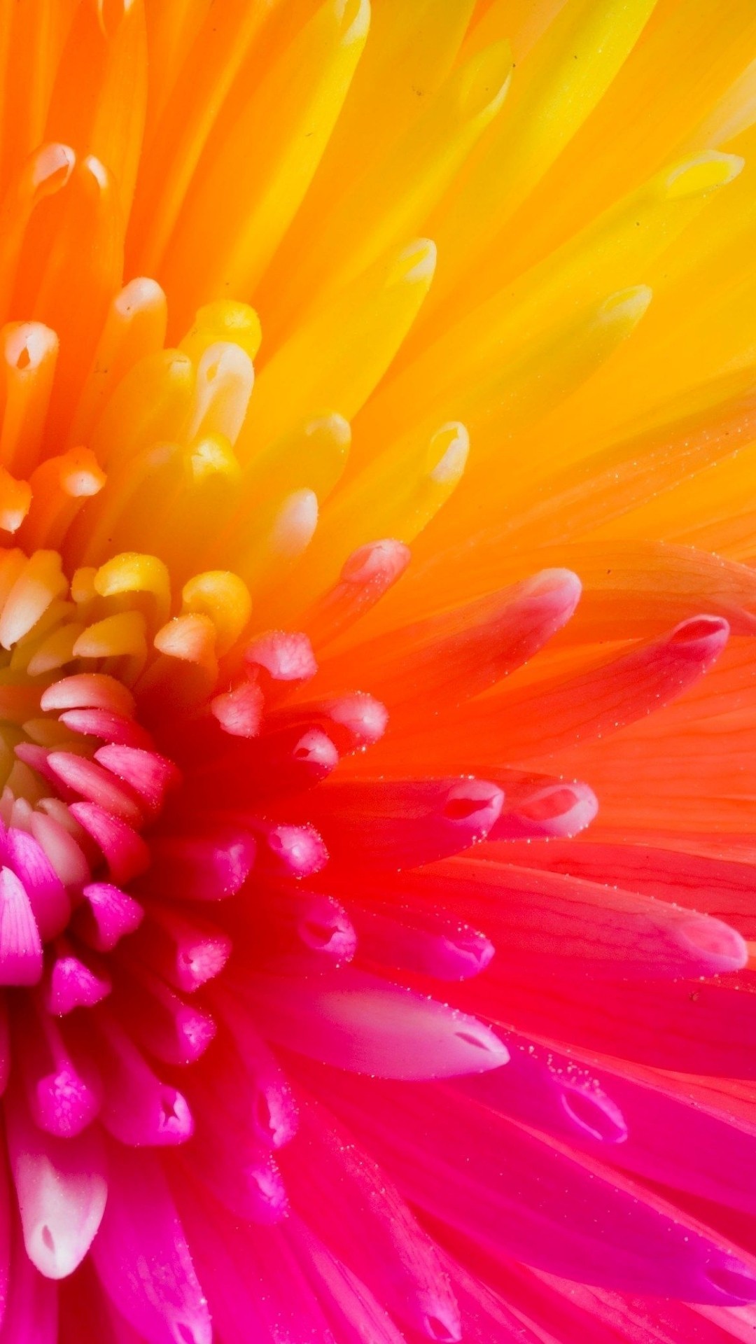 Traxzee - Orange Pink Floral UHD 4K Android Wallpapers