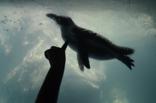 greekbettas:Cute little penguins from the aquarium ☺️