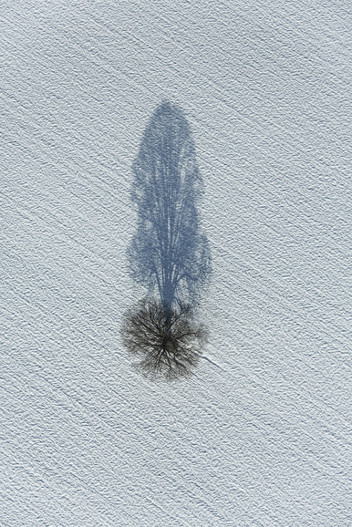 Porn intothegreatunknown:  Shadow Tree   photos