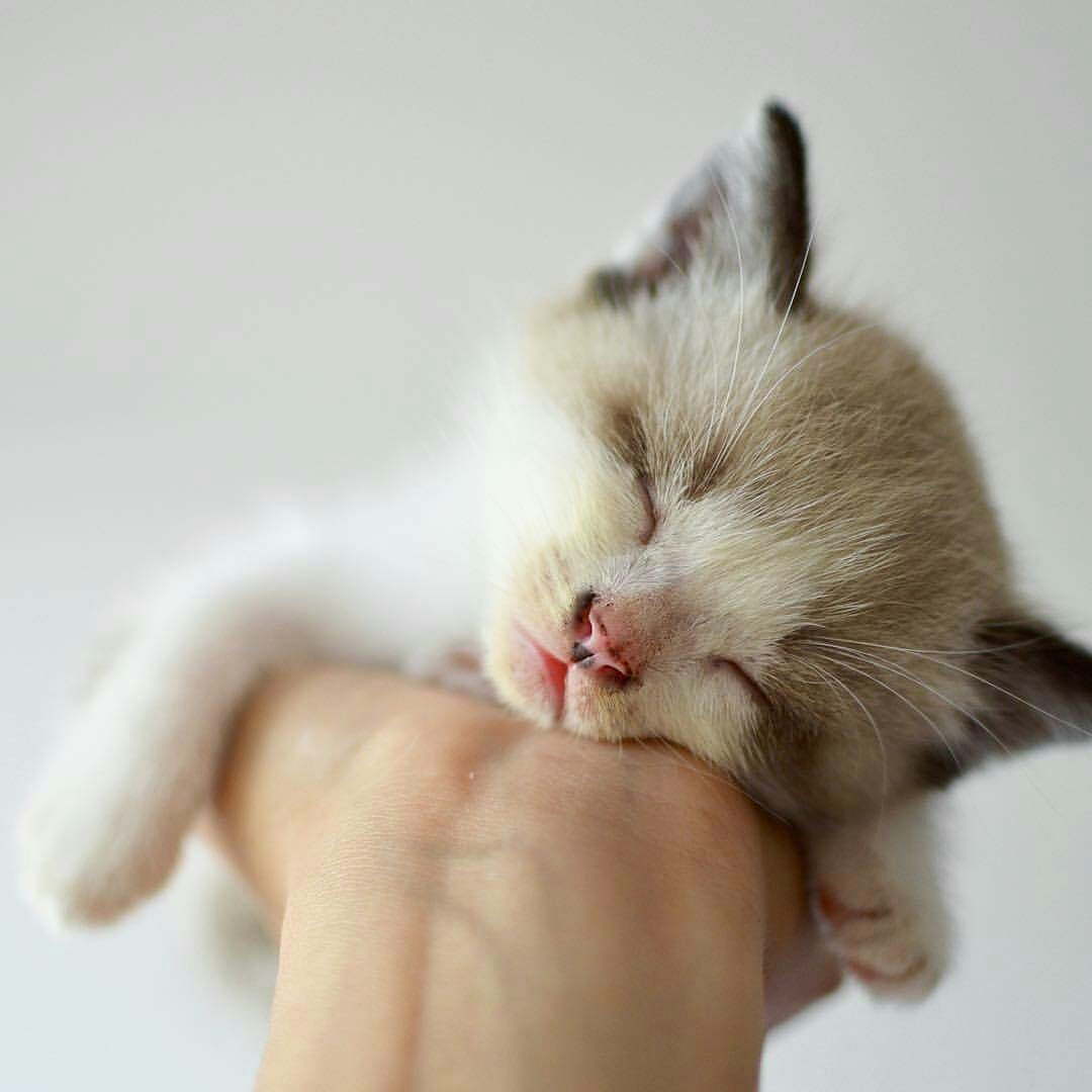 Cats