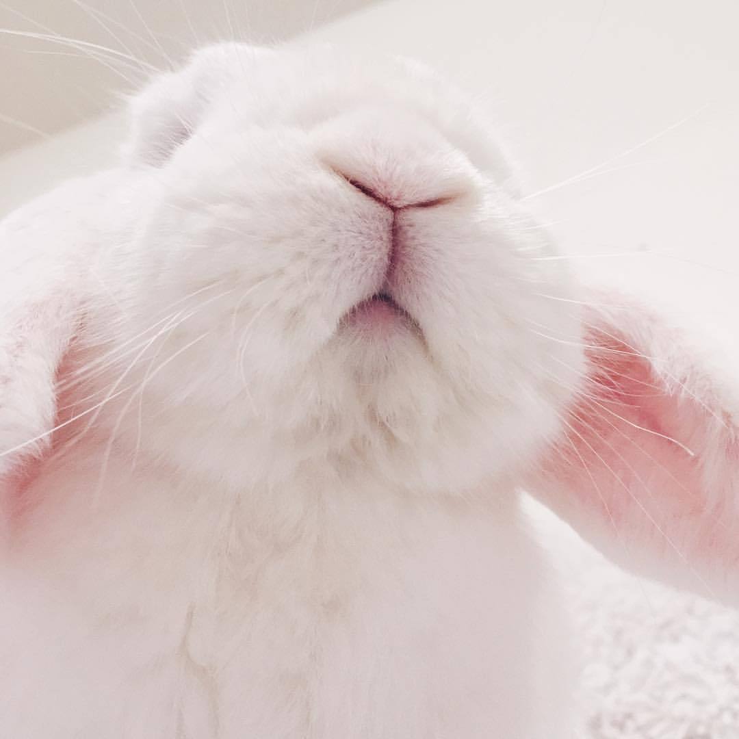 veryfatbunny:  Hey! Haven’t seen you all since last year 🎉 #selfie