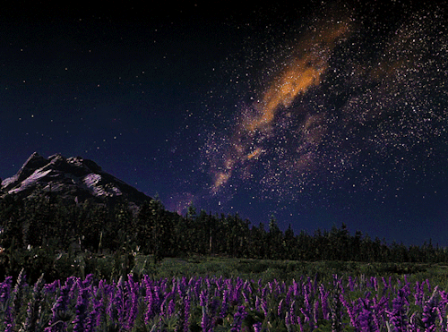 wintersongstress:RED DEAD REDEMPTION II  • scenery [49/?] — Midnight in the Meadow of Lupines 