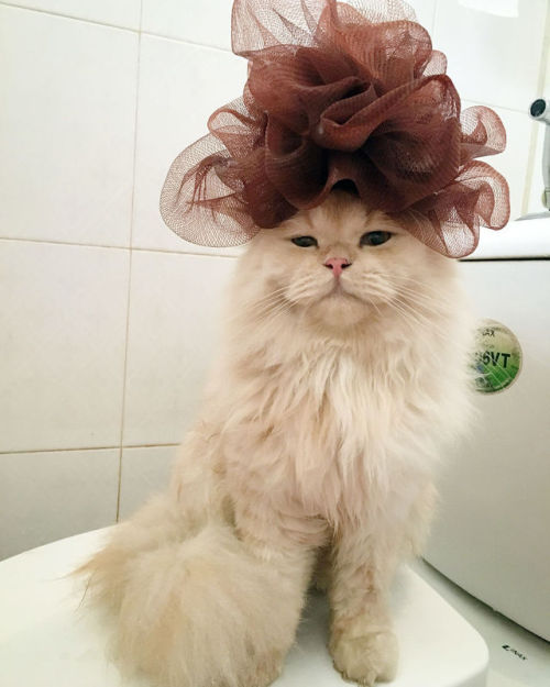 dyggyd: catsbeaversandducks: Meepo Loves Taking Showers “Do I look good in this shower cap?&rd