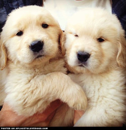 Aplacetolovedogs:  Two Adorable 6 Week Old Fluffy Puppies, Cricket (Left) And His