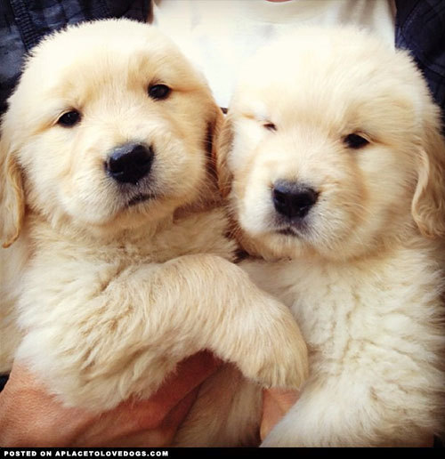 aplacetolovedogs:  Two adorable 6 week old fluffy puppies, Cricket (left) and his sister cuddling @fozzcook For more cute dogs and puppies