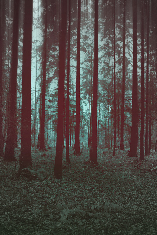 disvalues:  nature/vintage blog