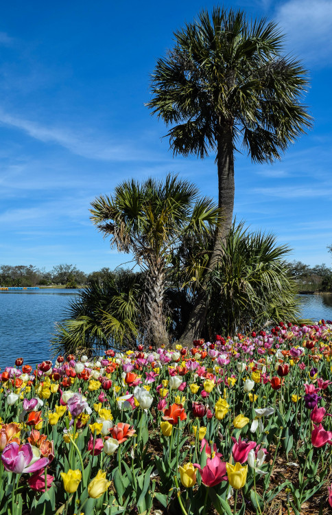 More tulips by Big Lake in City Park. New Orleans, Louisiana. March 2016.・For optimal photo quality,