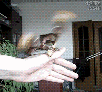 cameoamalthea:  bardofwrath:  4gifs:  The Atlas moth does not have a mouth and only