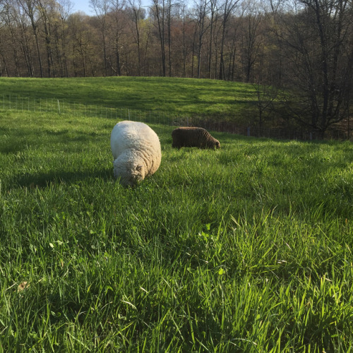 Moving day! The sheep are super happy. Heads down and enjoying the freshness. - - - - #babydollsheep