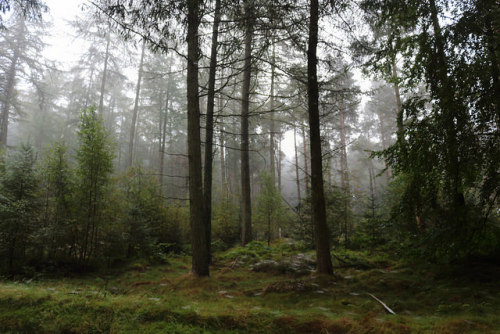 Fog in the Forest,Tyrebagger by Alan Longmuir. on Flickr.