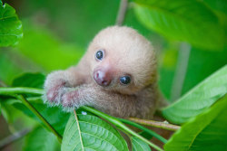 did-you-kno:  mymodernmet:“Mother of Sloths”