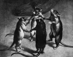 chaosophia218: Anonymous - Plague, Dance of the Rats, 17th century. 
