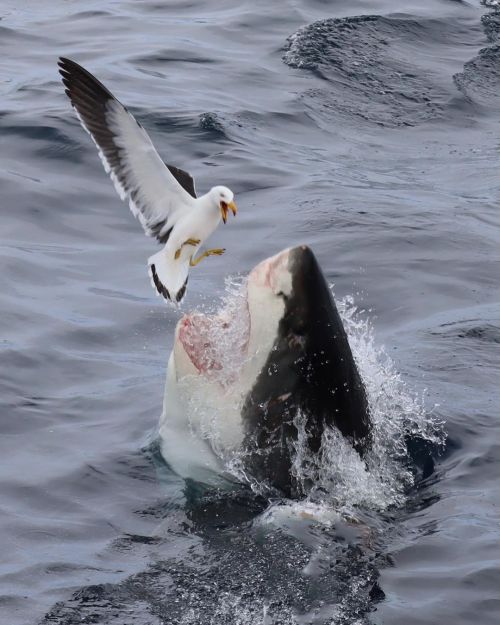 One lucky seagull on a trip earlier this month. Swipe across to see frame by frame.Both trips yest