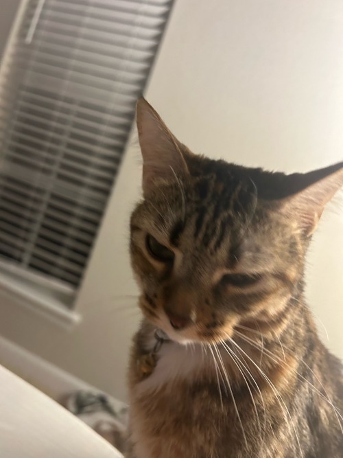 beepykitty - Max