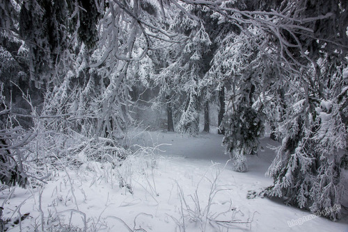 90377: Snow Forest by anasshafiq on Flickr.