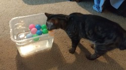 fbwzoo:fbwzoo:Imagine thinking you should toss your cat outside to get hit by a car or eaten by a coyote because there’s justNoPossibleWayToGiveThem EnrichmentInside.Imagine if there was only a way to increase space for your cat inside.There’s