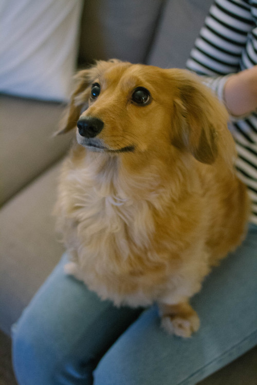 flyingwithlostboys: heartsandwheels: this is eve. she’s a long hair dachshund and seven y