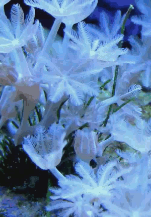 realmonstrosities:  Pulse Corals are unique in that they’re constantly in motion!Their polyps are long and thin and topped by eight tentacles which rhythmically open and close all day and all night.It has nothing to do with capturing prey, for these