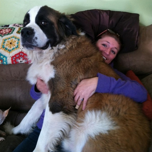 When Huge Dogs Forget They’re Not Puppies Anymore, THIS Happens. And It’s Hilarious. (22