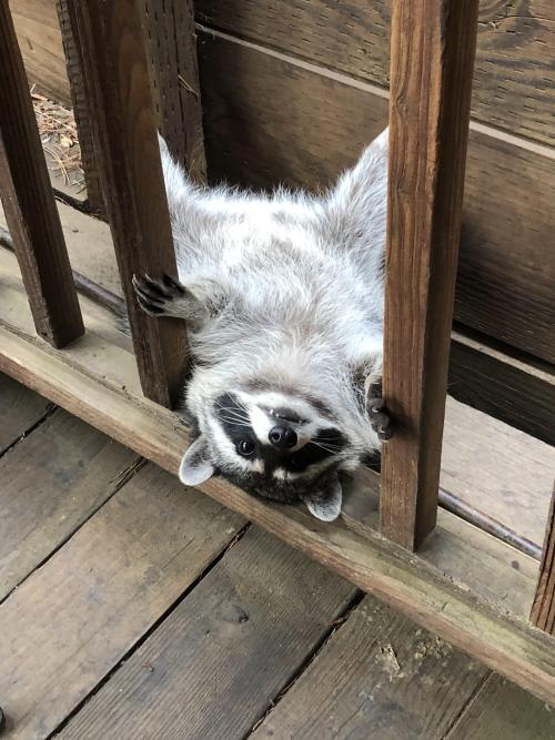 itsoofluffy