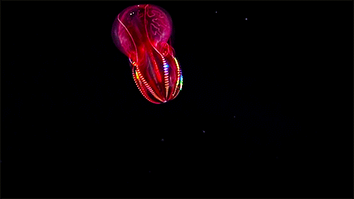 badbunny77: bioluminesssence:  Bioluminescent / Biofluorescent x. 1. Anglerfish 2&amp;3. Comb Je