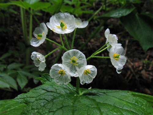 itscolossal:The “Skeleton Flower” Turns From White to Translucent When Exposed to Water