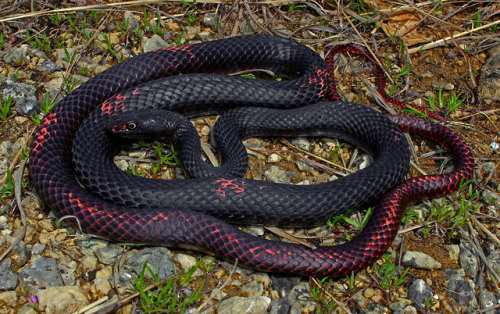 lanottedellastrega:end0skeletal:Eastern Coachwhip (Masticophis flagellum flagellum)by Peter Peplanus